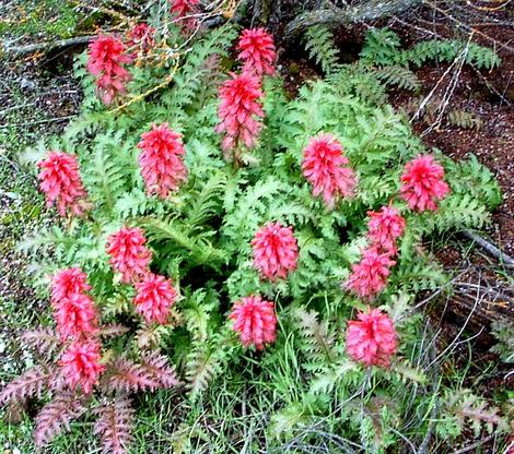 Pedicularis densiflora Indian Warrior - grid24_12