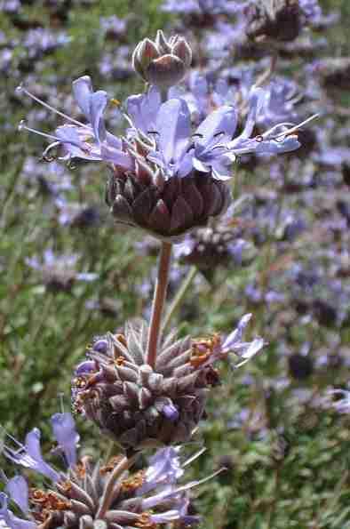 Salvia Pozo Blue flowers are a perfect setup for butterflies, native bees, bumblebees, hummingbirds and moths. The seeds are loved by quail and does well in most California gardens with no extra water. - grid24_12