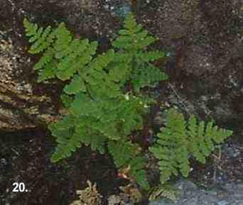 Gold back fern, Pityrogramma triangularis, growing between the granite rocks. - grid24_12