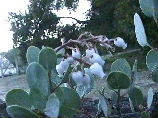 An old photo of Arctostaphylos mewukka, Indian Manzanita - grid24_12