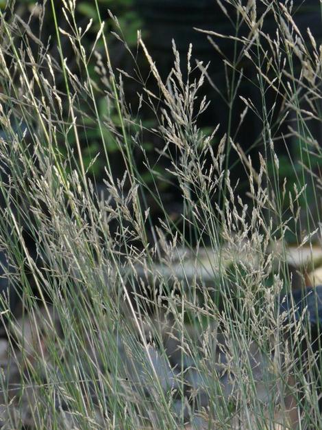 An old photo of the flowering stalks of perennial Agrostis thurberiana - grid24_12