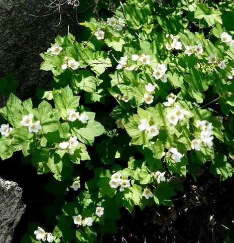 Thimbleberry can be very floriferous  - grid24_12