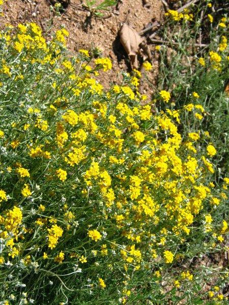 Eriophyllum confertiflorum, Golden yarrow or Yellow yarrow, is native all over Southern California and was an important nectar source for many native butterflies. - grid24_12