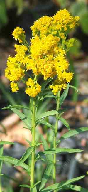 Solidago guiradonis GUIRADO'S GOLDENROD - grid24_12