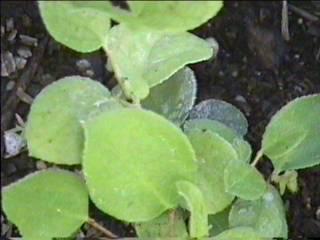 Gaultheria shallon, Salal, loves shady, moist areas of the redwood forest of California, but will also grow in part shade.   - grid24_12