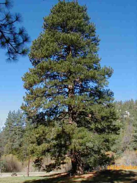 A Ponderosa Pine tree up at Big Bear - grid24_12