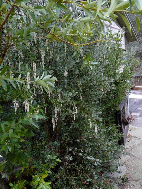 Garrya veatchii Silk Tassel Bush along a walkway - grid24_12