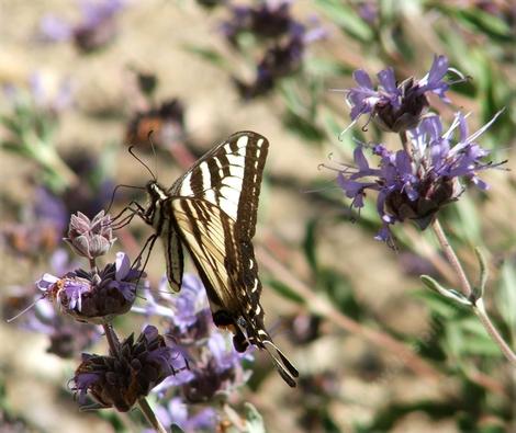 A pale swallowtail on Salvia Pozo Blue. - grid24_12