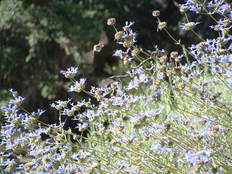 Salvia clevelandii Winnifred Gilman with a Hummingbird - grid24_12