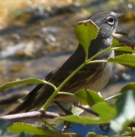 Coastal Sage Sparrow - grid24_12