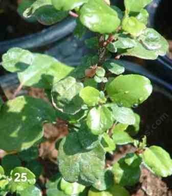 Ribes viburnifolium, Evergreen Currant in gallon pot - grid24_12