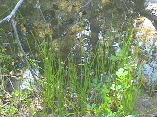 Heleocharis palustris, Spikerush, is here shown in its natural habitat.  - grid24_12