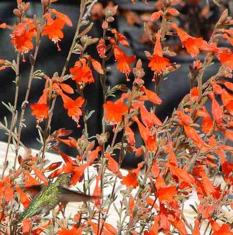 Zauschneria californica Catalina, AKA Epilobium canum, Catalina with an Anna Hummingbird  - grid24_12