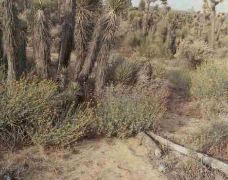 Joshua trees and Encelia Actonii along the eastern side of the Southern Sierras - grid24_12