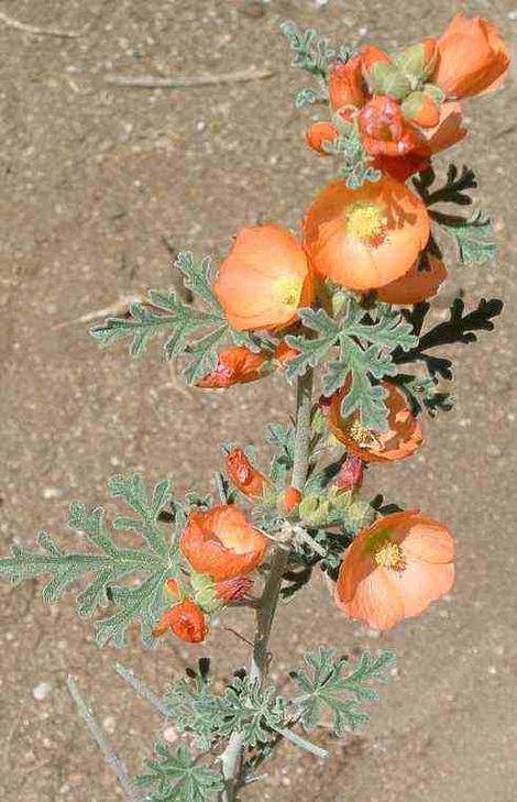 Sphaeralcea grossulariifolia,  Gooseberry leaf Globemallow flowers spike - grid24_12