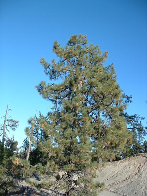 Pinus coulteri on pure serpentine - grid24_12