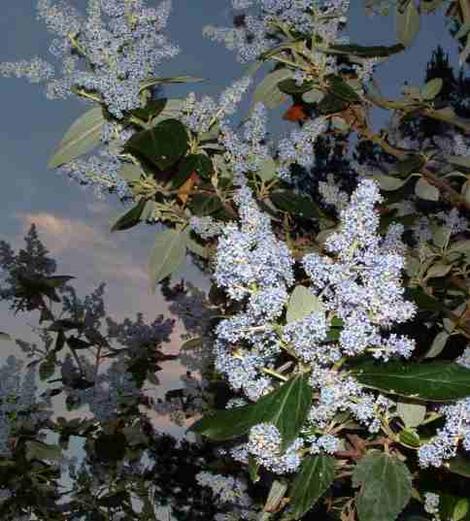 Ceanothus arboreus Owlswood blue at dusk taken with flash. - grid24_12