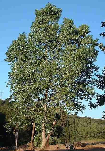 A young Fremont Cottonwood, Populus fremontii tree - grid24_12