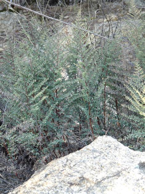 Pellaea mucronata, Bird's-Foot Fern, is growing here near granite rocks in the central coast ranges of California.   - grid24_12