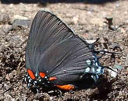 Great Purple Hairstreak, side view - grid24_12