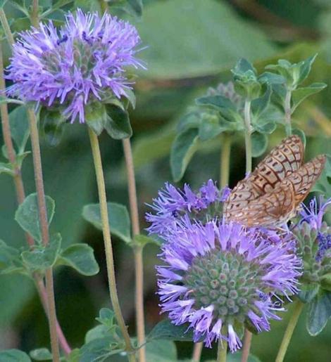 Monardella villosa,  Coyote mint with a Comstock's Fritillary Butterfly, Speyeria callippe comstocki - grid24_12