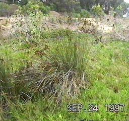 this old picture was taken in San Diego county, in a salt marsh - grid24_12