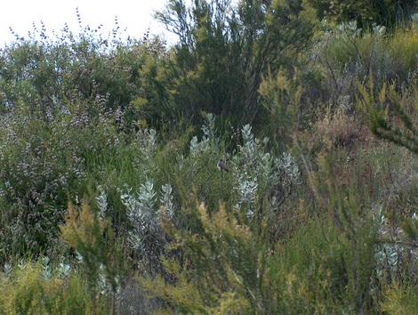 California chaparral with Chamise, Woolly Yerba Santa and Woolly Blue Curls.If you look carefully, an ash-throated flycatcher, hunts for lunch near its nest (a nest box) in a patch of Black Sage, Chamise, and Woolly Yerba Santa. - grid24_12