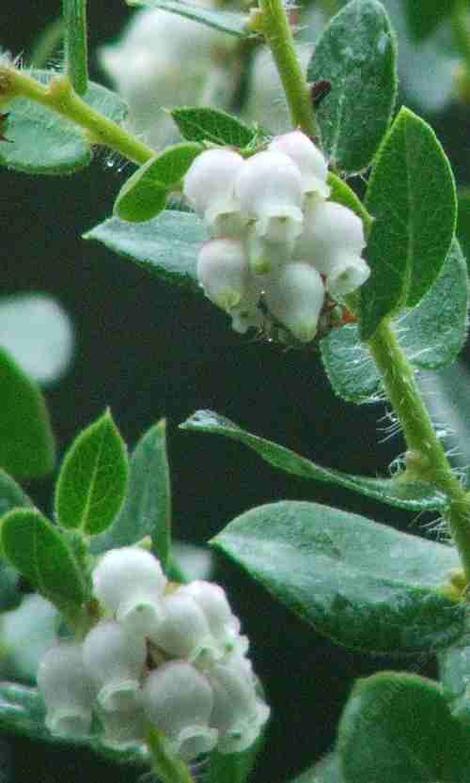 Arctostaphylos purissima, Petite Margarita - grid24_12