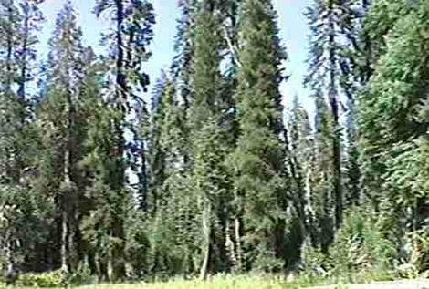 Lodge Pole Pine forest - grid24_12