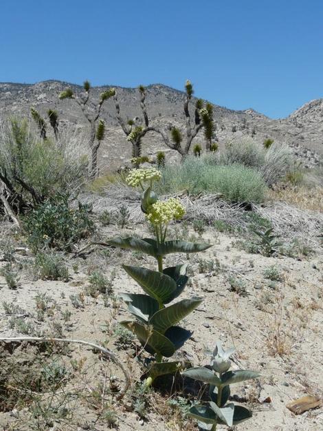 Asclepias erosa Desert Milkweed. Amazing ain't it?
Everyone in California should visit the desert in early spring - grid24_12