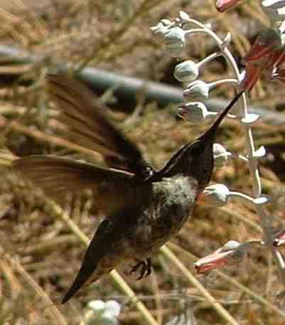 Anna's hummingbird on a Chalk Dudleya - grid24_12