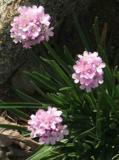 Armeria maritima, California Thrift, growing on the bluffs of the seacoast of California.  - grid24_12