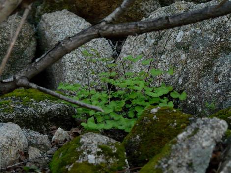 California maidenhair fern in among rocks at the Santa Margarita Nursery - grid24_12