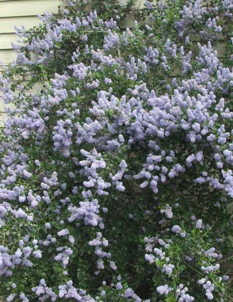 Every thing died in this spot until we planted Ceanothus Remote Blue. Almost gravel soil, roof run off and a south wall. - grid24_12