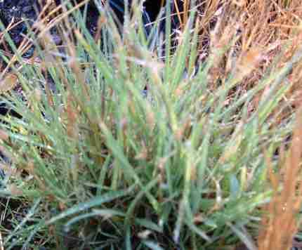 Distichlis spicata, Saltgrass, grows well in areas of salty soil.  - grid24_12