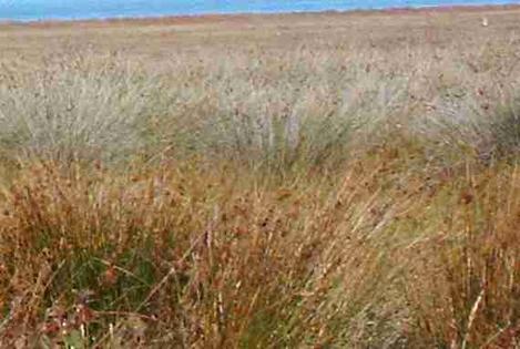 Salt marsh Rushes out in Morro Bay - grid24_12