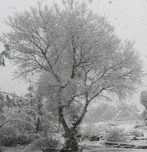 A deciduous Populus fremontii Zapata Fremont Cottonwood in the snow. - grid24_12