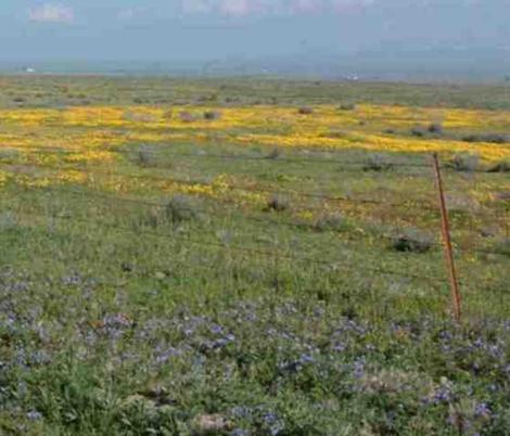 an old photo of California Valley, the north end of Carrizo plains in flower - grid24_12