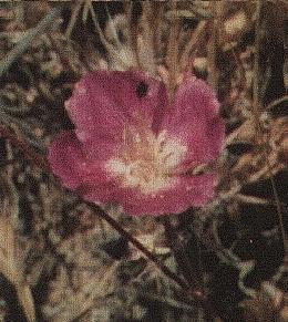 Clarkia amoena (Farewell to Spring or Godetia; syn. Godetia amoena) - grid24_12