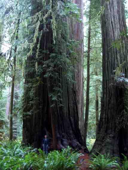 Coast Redwood trees are big! This one is maybe 25 ft across. - grid24_12