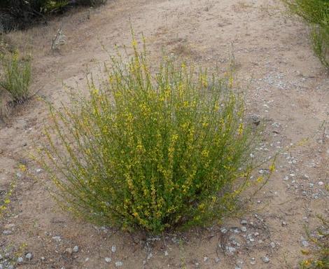 This photo shows the shape, the height, the width, and the flowering pattern of Lotus scoparius, Deerweed, in our Santa Margarita garden.  - grid24_12