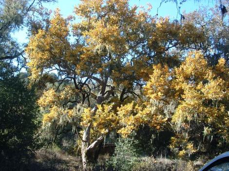 Platanus racemosa, California Sycamore, is shown here in an old photo, taken from the old bridge, Santa Margarita, California.  - grid24_12