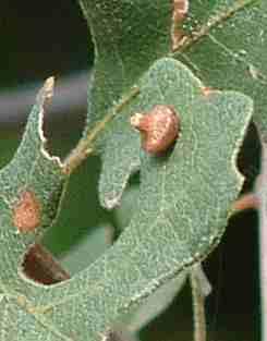 An Oak Gall has a little insect inside of it. I'm surprised someone hasn't made a drink out of them. - grid24_12