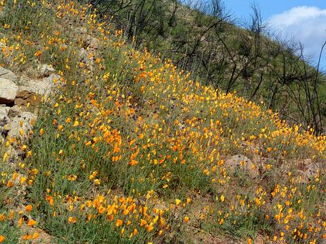 if no weeds are present, and fire has not occurred for decades, you get this after a wildfire - grid24_12