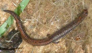 Batrachoseps nigriventris, Black-bellied Slender Salamander - grid24_12