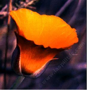 A very old photo of Calochortus species, Mariposa Lilly, probably before 1980. - grid24_12