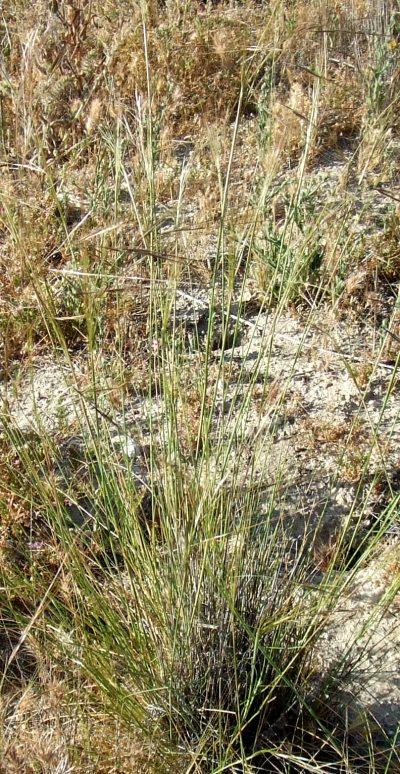 Stipa cernua, Nodding needlegrass with seeds. - grid24_12