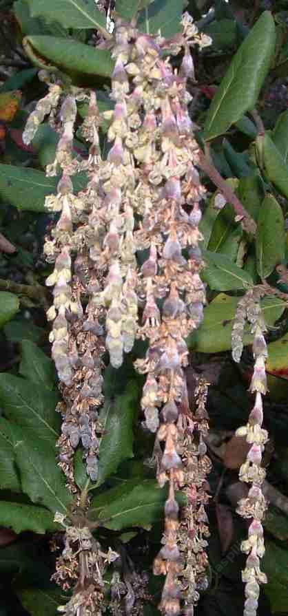 Garrya elliptica 'James Roof' - Coast Silk Tassel, the male flowers, catkins - grid24_12