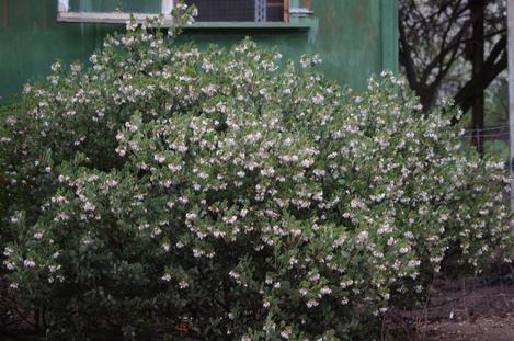 Arctostaphylos obispoensis San Luis Obispo Manzanita on a cold winter morning - grid24_12