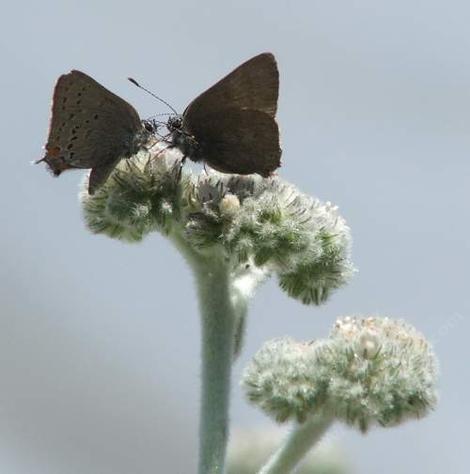 Eriodictyon tomentosum Woolly Yerba Santa. with Hairstreak Butterflies - grid24_12